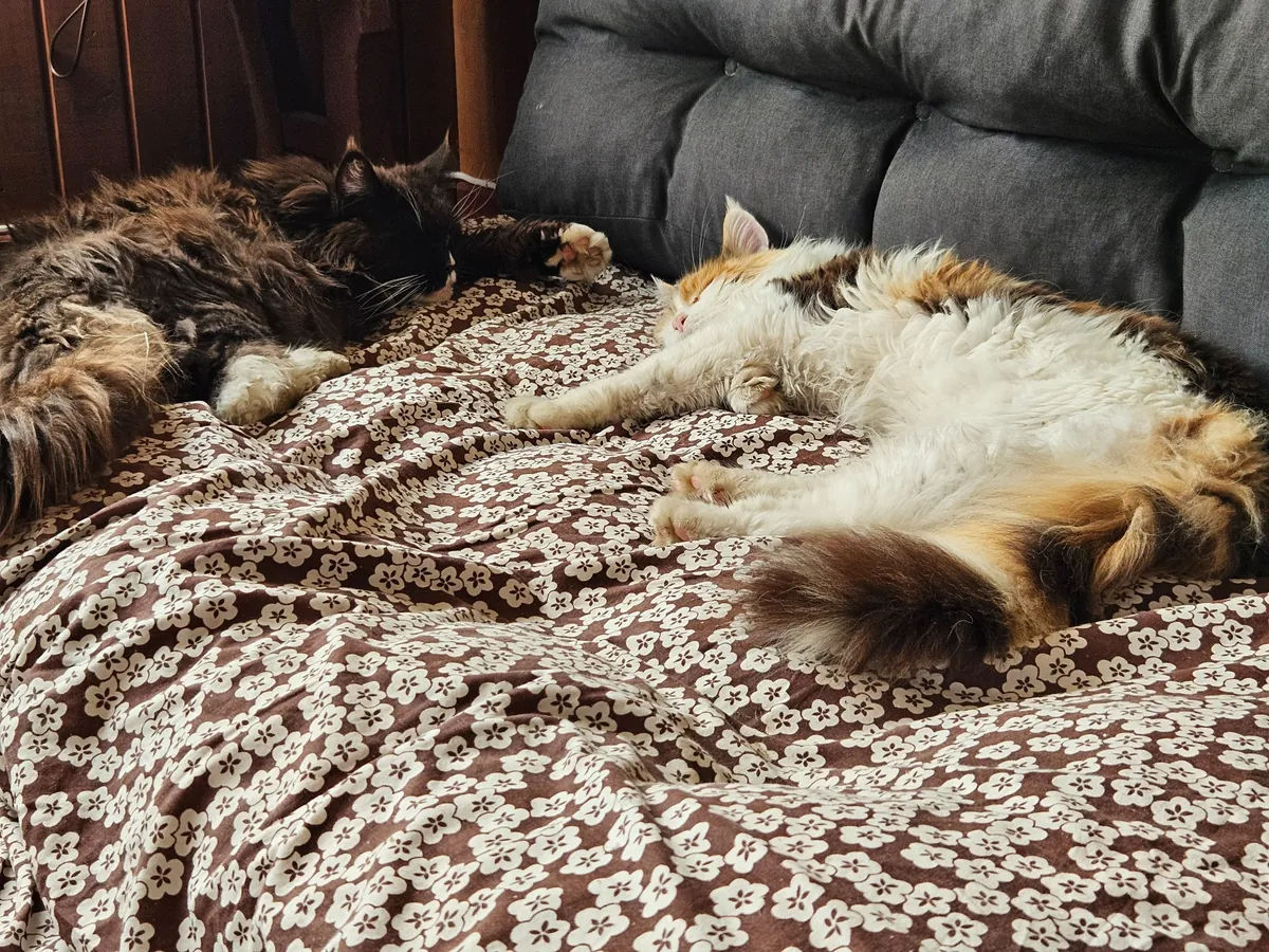 To katter som sover fredelig sammen på et blomstrete teppe, symboliserer ro og hvile